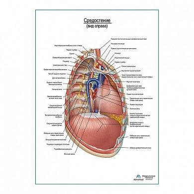Средостение. Правый боковой вид плакат глянцевый А1+/А2+