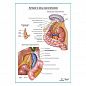 Артерии и вены надпочечников плакат глянцевый А1+/А2+