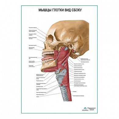 Мышцы глотки. Вид сбоку плакат глянцевый А1/А2