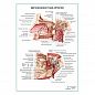 Верхнечелюстная артерия плакат глянцевый А1+/А2+