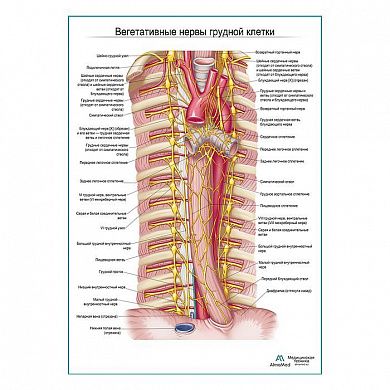Автономные нервы грудной клетки плакат глянцевый А1+/А2+