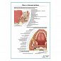 Язык, слюнные железы. Строение, расположение плакат глянцевый  А1+/А2+