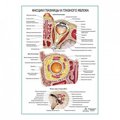 Фасции глазницы и глазного яблока плакат глянцевый А1/А2