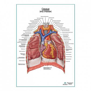 Сердце. Внешнее строение и расположение плакат глянцевый А1+/А2+