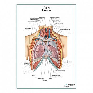 Легкие плакат глянцевый А1/А2