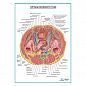 Органы мужского таза плакат глянцевый А1+/А2+