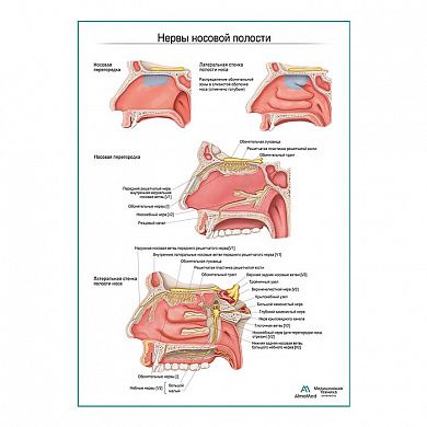 Нервы носовой полости плакат глянцевый А1+/А2+