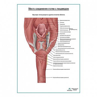 Соединение глотки и пищевода плакат глянцевый  А1+/А2+