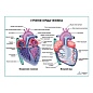 Строение сердца человека, плакат глянцевый А1+/А2+