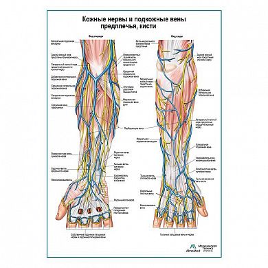 Кожные нервы и поверхностные вены предплечья плакат глянцевый А1+/А2+