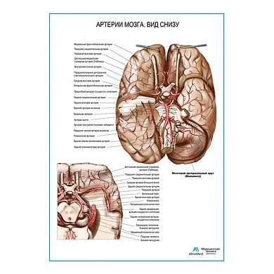 Артерии мозга. Вид снизу плакат глянцевый А1/А2