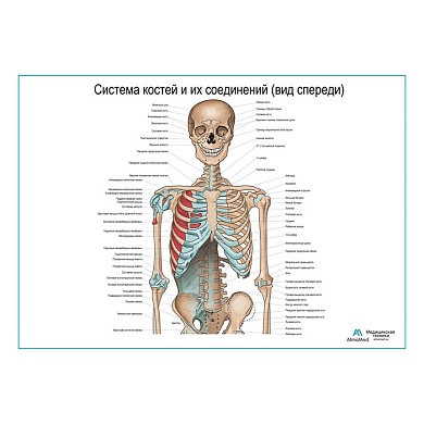 Система костей и их соединения (без нижних конечностей), плакат глянцевый А1/А2