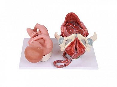 Анатомическая модель доношенного плода, процесс рождения человека