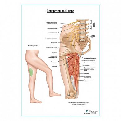 Запирательный нерв плакат глянцевый А1+/А2+
