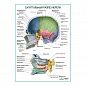 Сагиттальный разрез черепа плакат глянцевый А1/А2