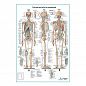 Система костей и их соединений (скелет человека), плакат глянцевый А1/А2