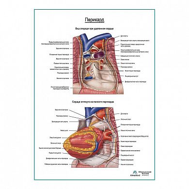 Перикард плакат глянцевый А1+/А2+