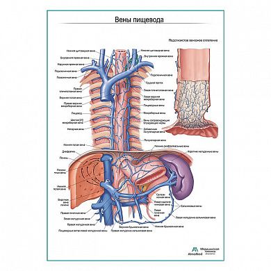 Вены пищевода плакат глянцевый  А1+/А2+