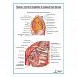 Грудная, ключично-грудинная и подмышечная фасции плакат глянцевый А1+/А2+