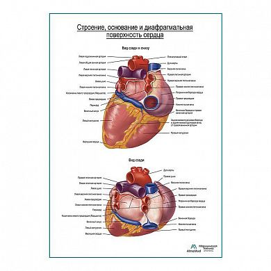 Сердце. Строение, основание и диафрагмальная поверхность плакат глянцевый А1+/А2+