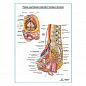 Нервы внутренних женских тазовых органов плакат глянцевый А1+/А2+