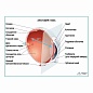 Анатомия глаза, плакат глянцевый А1/А2