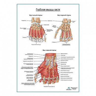 Мышцы кисти плакат глянцевый А1+/А2+