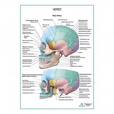 Череп. Вид сбоку плакат глянцевый А1/А2