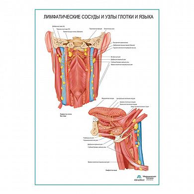 Лимфатические сосуды и узлы глотки и языка плакат глянцевый А1/А2