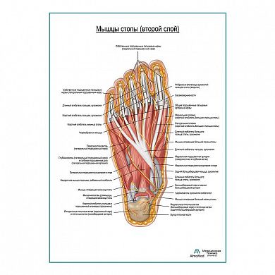 Мышцы подошвенной поверхности стопы (второй слой) плакат глянцевый А1+/А2+