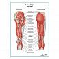 Мышцы бедра вид сзади плакат глянцевый А1+/А2+