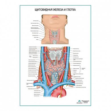 Щитовидная железа и глотка плакат глянцевый А1/А2