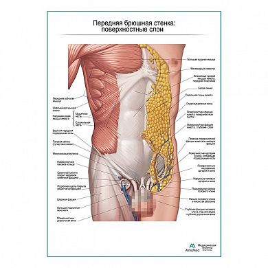 Мышцы живота. Поверхностный слой. Вид спереди плакат глянцевый А1+/А2+