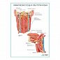 Лимфатические сосуды и узлы глотки и языка плакат глянцевый А1/А2