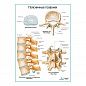 Поясничные позвонки плакат глянцевый А1/А2