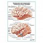 Артерии мозга: медиальный и  латеральный вид плакат глянцевый А1+/А2+