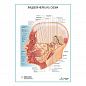 Лицевой нерв (VII) Схема плакат глянцевый А1/А2