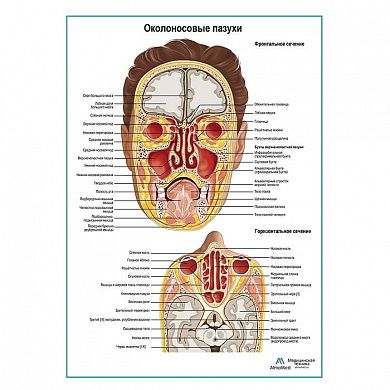 Придаточные пазухи носа плакат глянцевый А1+/А2+