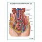 Брюшные и паховые лимфатические узлы плакат глянцевый А1/А2