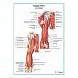 Мышцы плеча вид спереди плакат глянцевый А1+/А2+