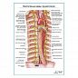 Автономные нервы грудной клетки плакат глянцевый А1+/А2+