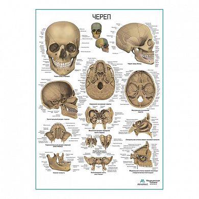 Череп человека, плакат глянцевый А1/А2