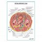 Внутренние органы женского таза плакат глянцевый А1+/А2+