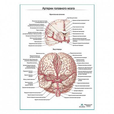 Артерии мозга. Фронтальное сечение плакат глянцевый А1+/А2+