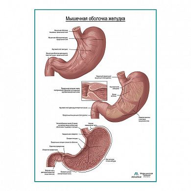 Мышечная и слизистая оболочка желудка плакат глянцевый  А1+/А2+