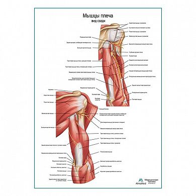Мышцы плеча вид сзади плакат глянцевый А1+/А2+