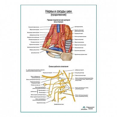 Нервы и сосуды шеи (продолжение) плакат глянцевый А1+/А2+