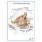 Глазной и верхнечелюстной нервы плакат глянцевый А1+/А2+