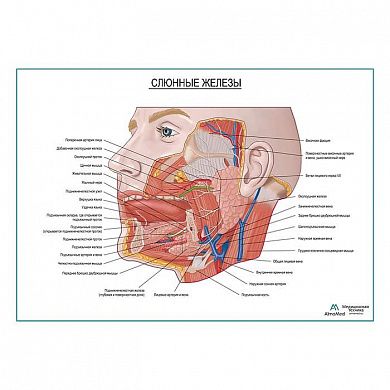 Слюнные железы плакат глянцевый А1+/А2+