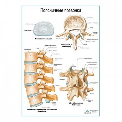 Поясничные позвонки плакат глянцевый А1/А2